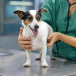 24 Hour Emergency Vet Singapore